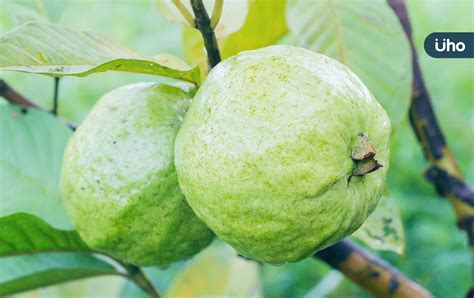 榕樹芭樂可以吃嗎|芭樂功效有哪些？芭樂熱量高嗎？芭樂營養及芭樂籽禁忌